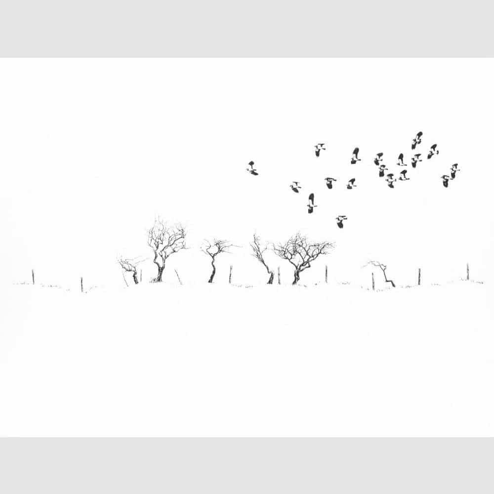 Alan Stones ‘Along the Fence’ reproduction