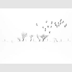 Alan Stones 'Along the Fence' reproduction