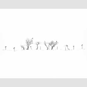 Alan Stones 'Still on the fence' reproduction