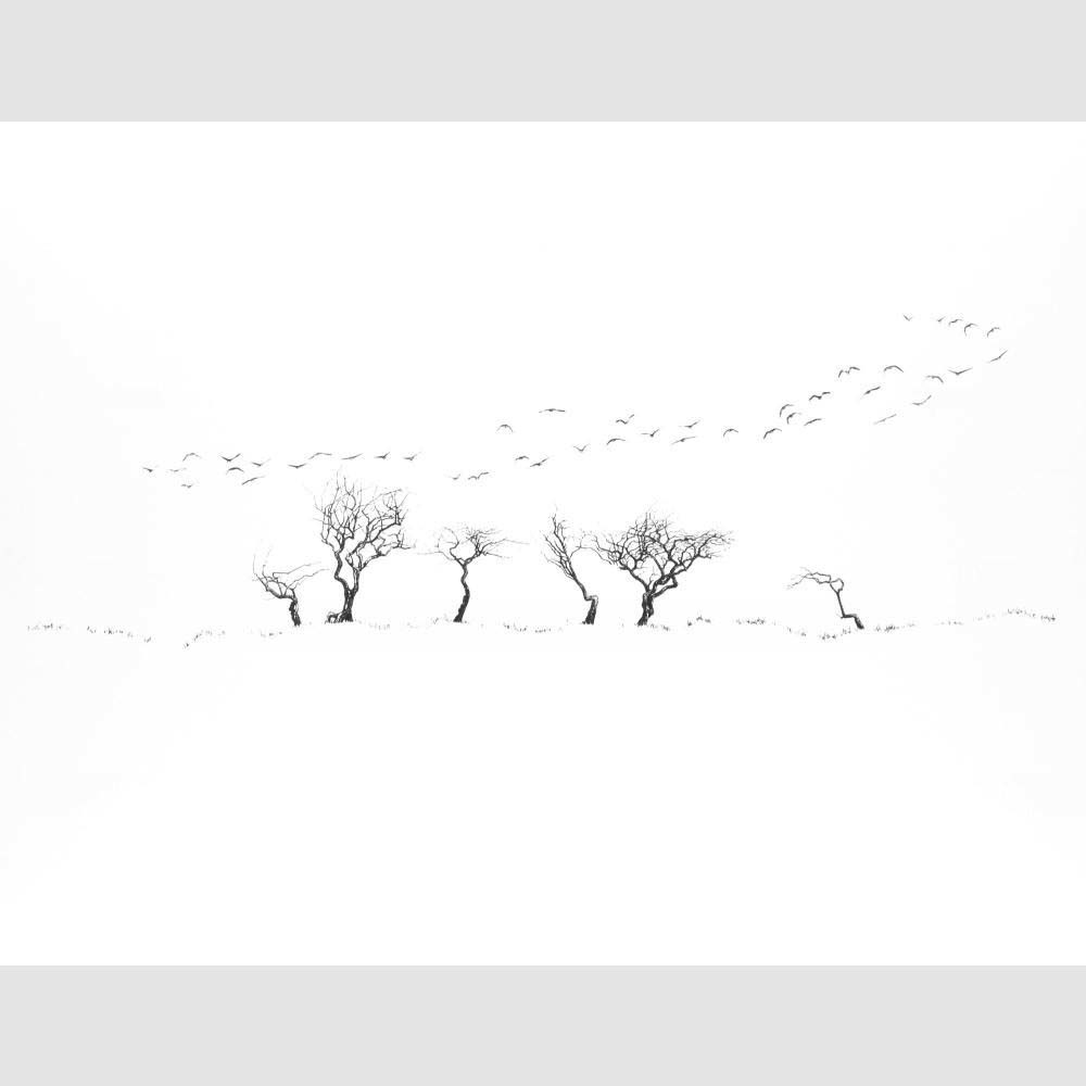 Alan Stones ‘Take Wing’ reproduction