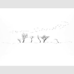 Alan Stones 'Take Wing' reproduction