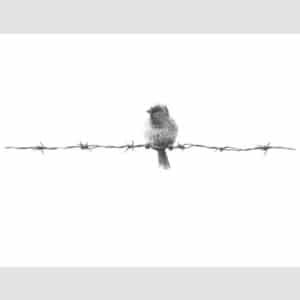 Alan Stones 'Bird on a Wire' reproduction