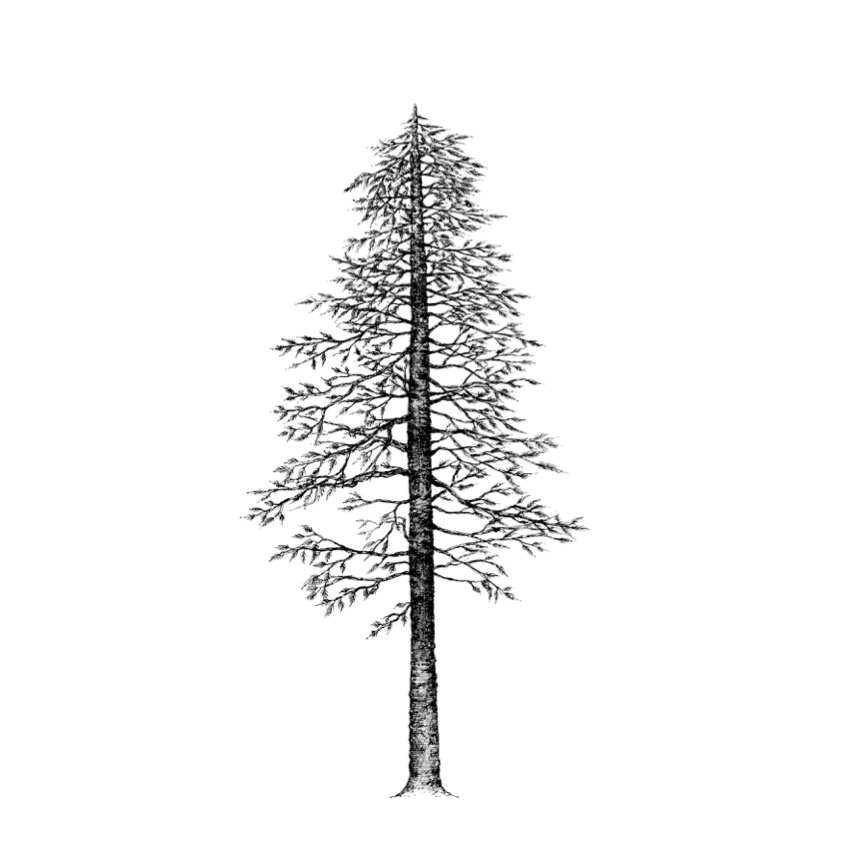 ‘Pine Tree’ Print by Feather and Wild