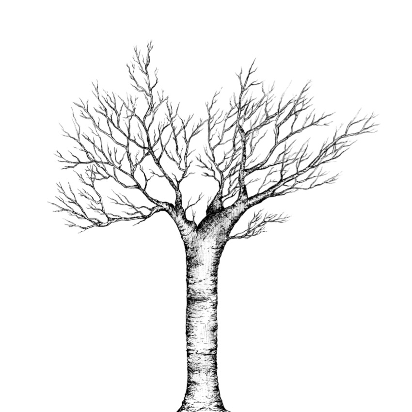 ‘Oak Tree’ Print by Feather and Wild